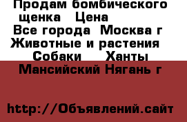 Продам бомбического щенка › Цена ­ 30 000 - Все города, Москва г. Животные и растения » Собаки   . Ханты-Мансийский,Нягань г.